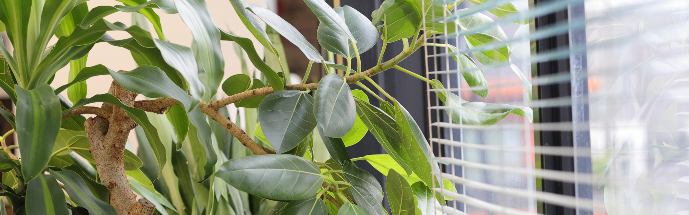 観葉植物と窓